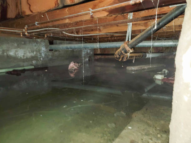 Best Sewage cleanup and water damage restoration  in Norris, TN